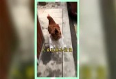 吃瓜群众的娱乐网名,揭秘吃瓜群众的娱乐网名背后的故事